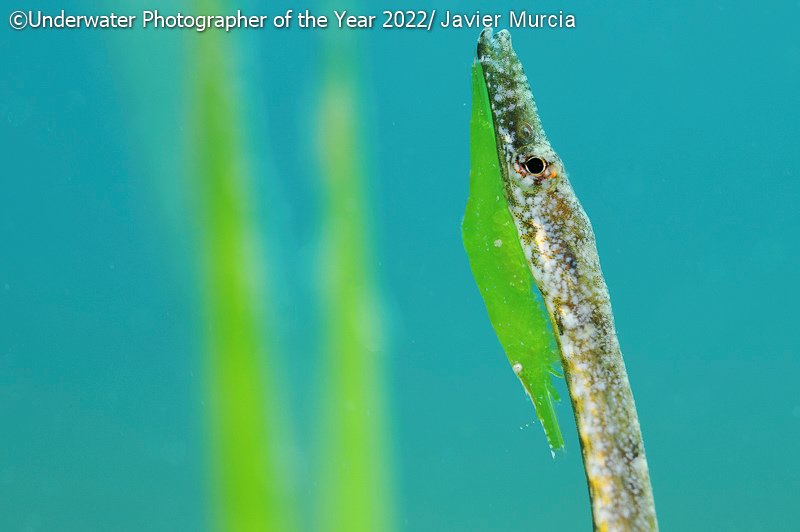 Победители фотоконкурса Underwater Photographer of the Year 2022