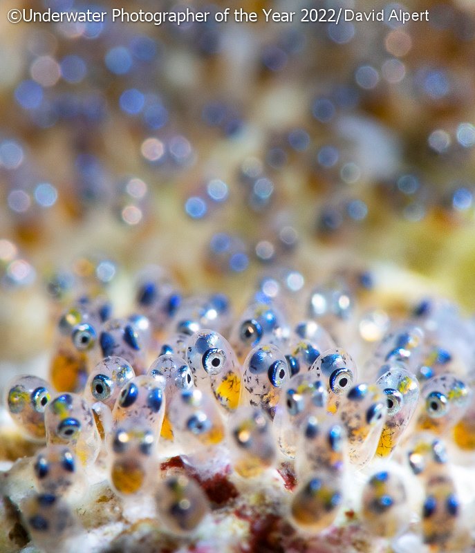 Победители фотоконкурса Underwater Photographer of the Year 2022