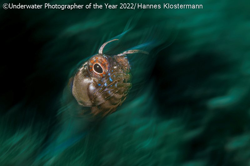 Победители фотоконкурса Underwater Photographer of the Year 2022