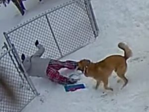 Собака так разыгралась на снегу, что повалила хозяйку