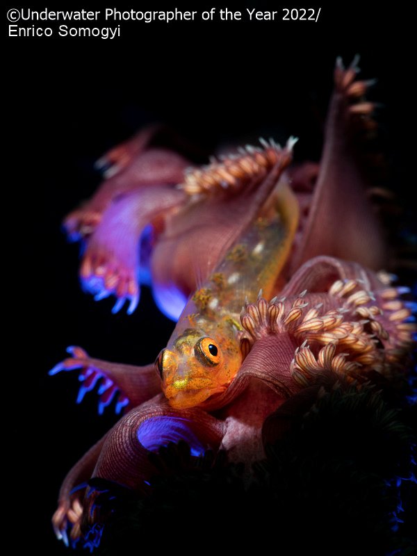 Победители фотоконкурса Underwater Photographer of the Year 2022