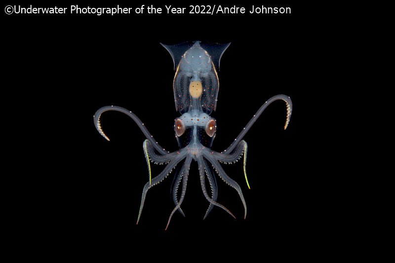 Победители фотоконкурса Underwater Photographer of the Year 2022