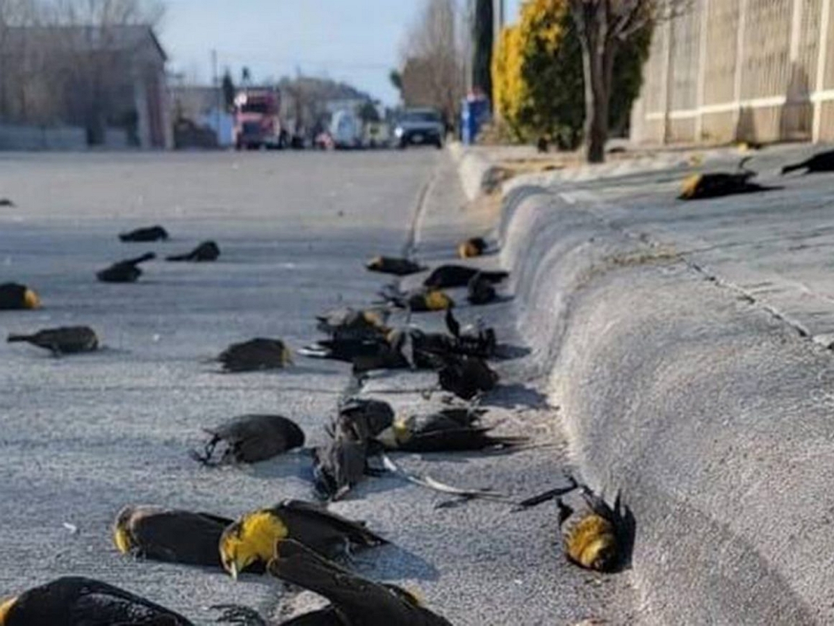 Сотни птиц замертво упали с неба в Мексике
