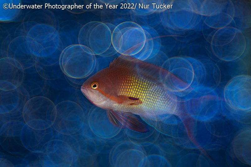 Победители фотоконкурса Underwater Photographer of the Year 2022