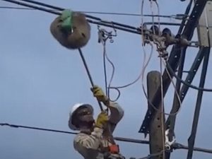 Ленивца, отдыхающего на электрических проводах, снимали рабочие