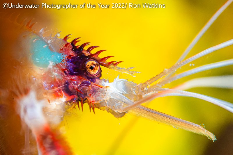 Победители фотоконкурса Underwater Photographer of the Year 2022