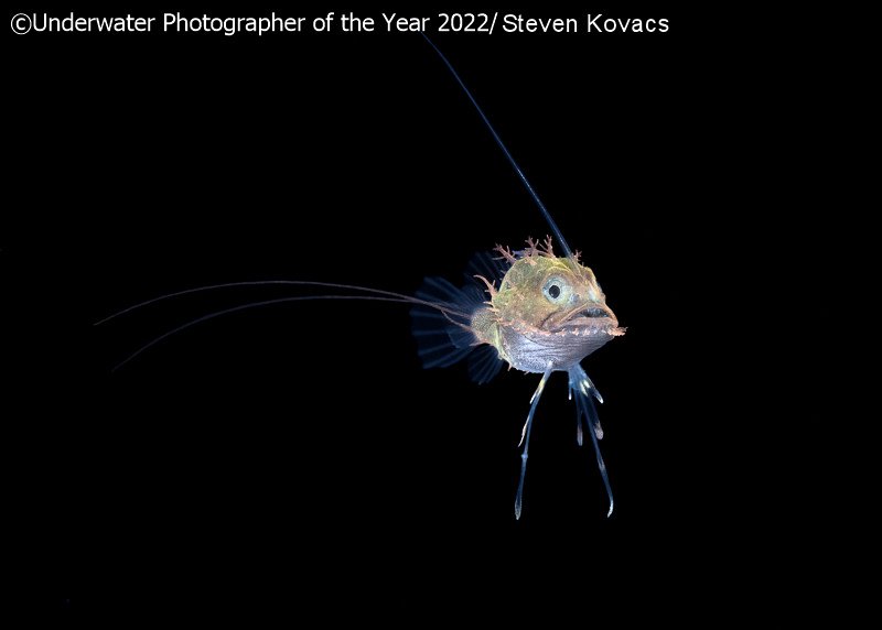 Победители фотоконкурса Underwater Photographer of the Year 2022