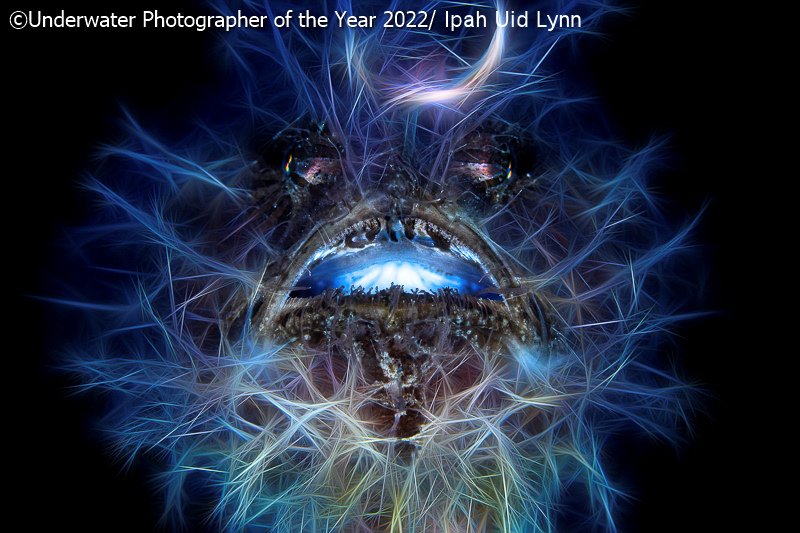 Победители фотоконкурса Underwater Photographer of the Year 2022