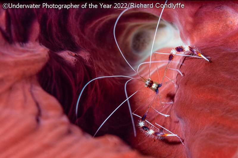 Победители фотоконкурса Underwater Photographer of the Year 2022