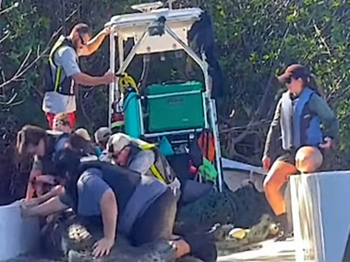 Раненый ламантин чуть не перевернул лодку спасателей