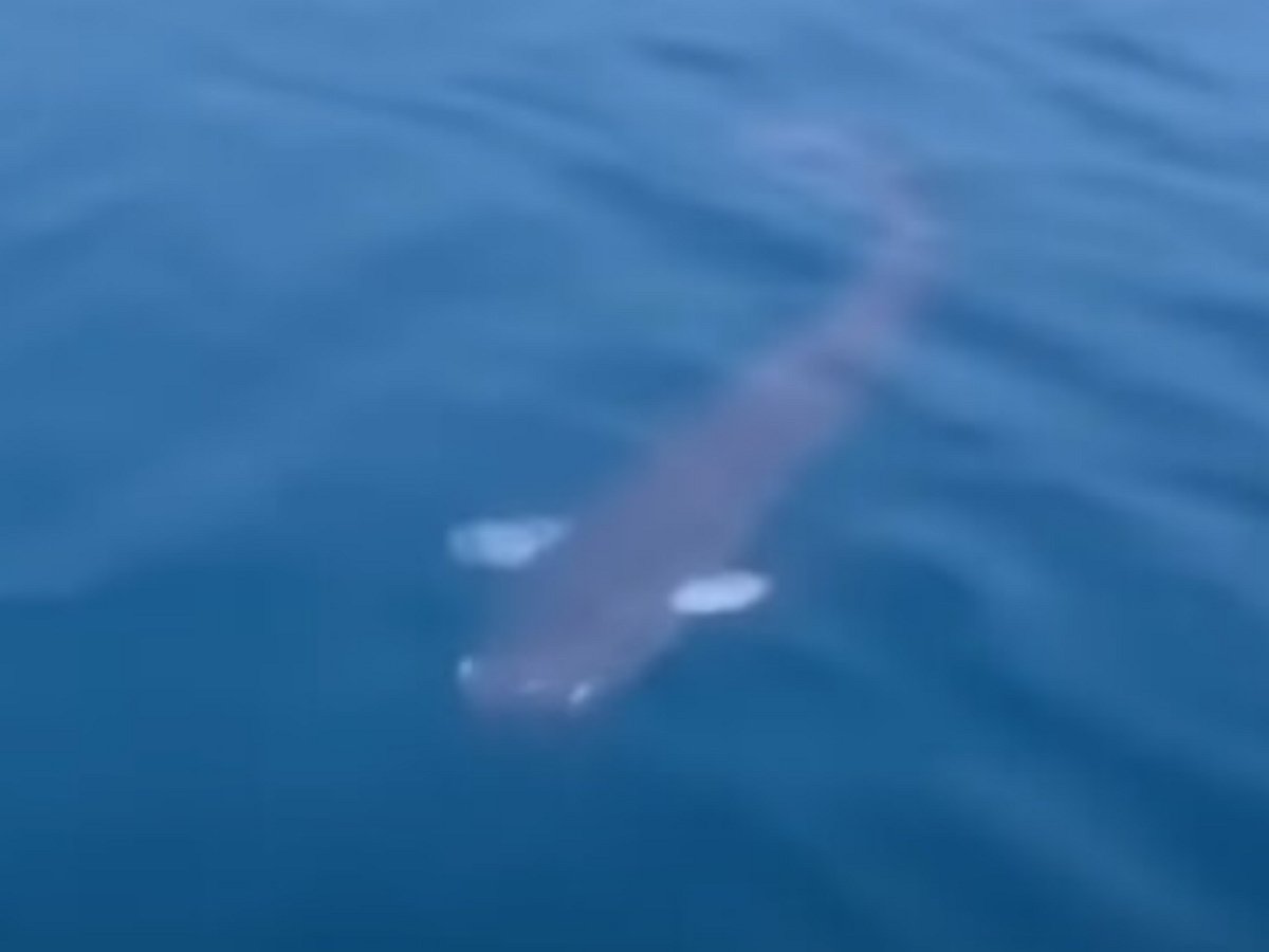 Инструктор по гребле снял подводное чудовище