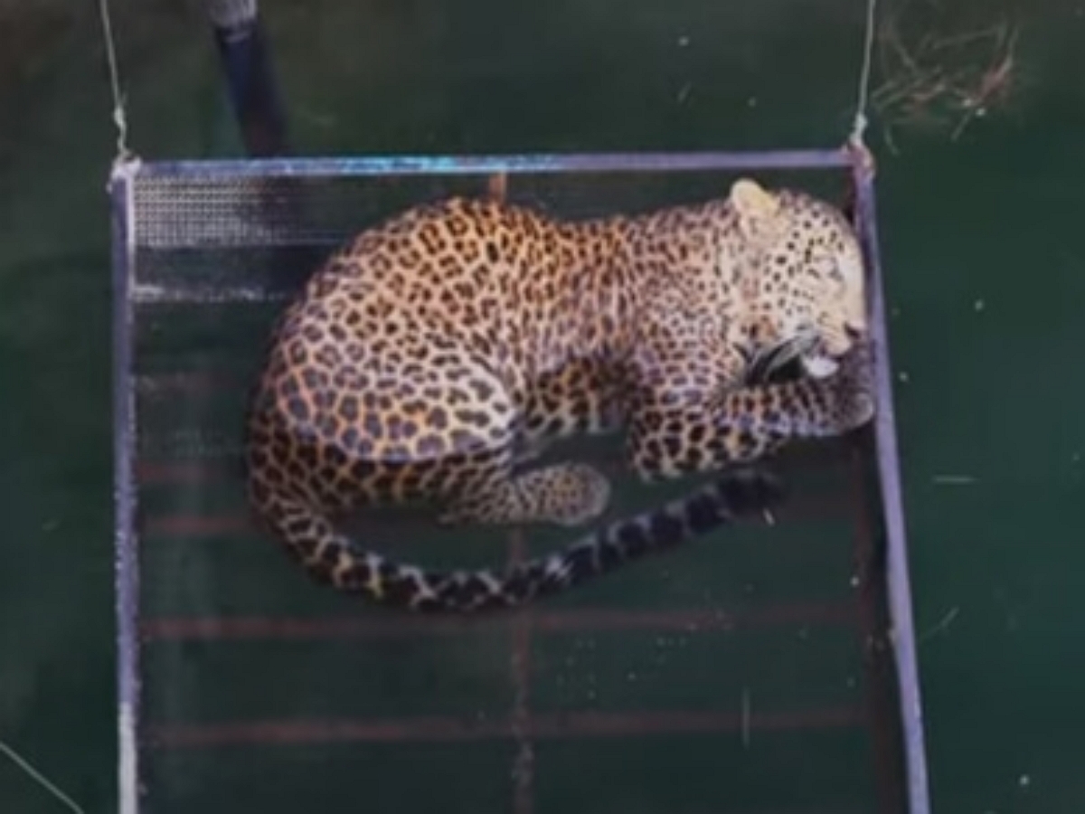 Леопарда, провалившегося в колодец, удалось спасти с помощью железной клетки