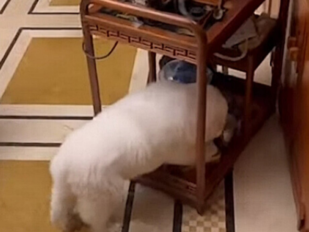 Игривый щенок может напоить хозяев чаем