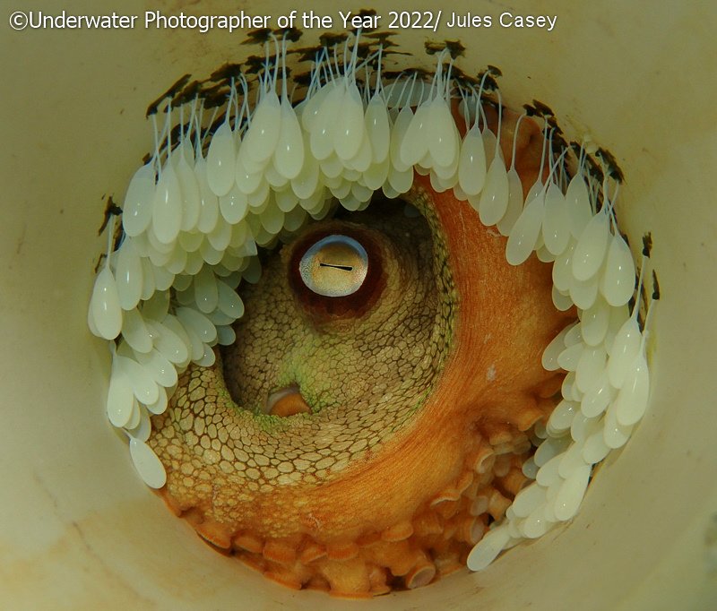 Победители фотоконкурса Underwater Photographer of the Year 2022