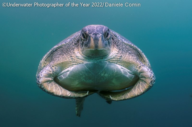 Победители фотоконкурса Underwater Photographer of the Year 2022