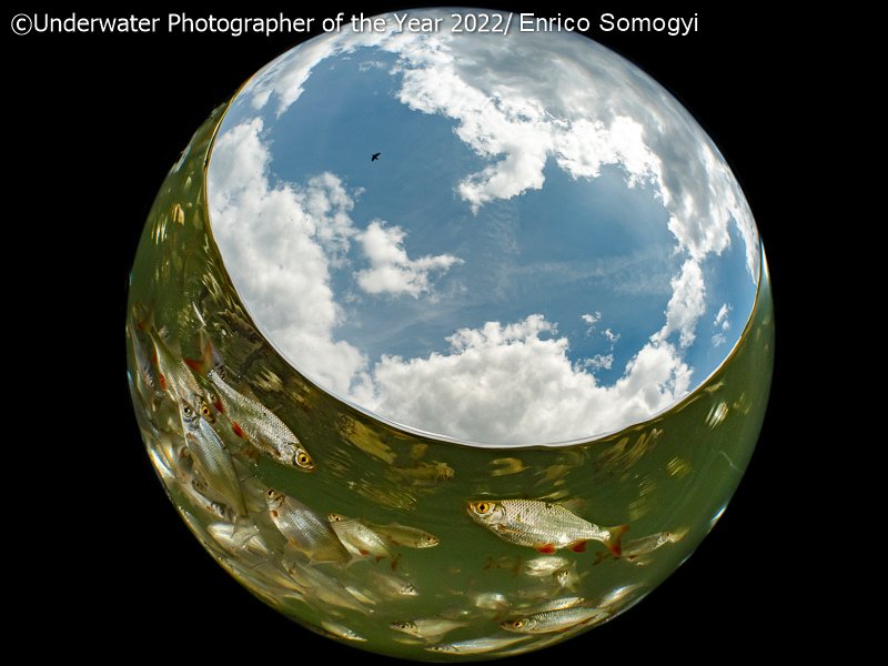 Победители фотоконкурса Underwater Photographer of the Year 2022