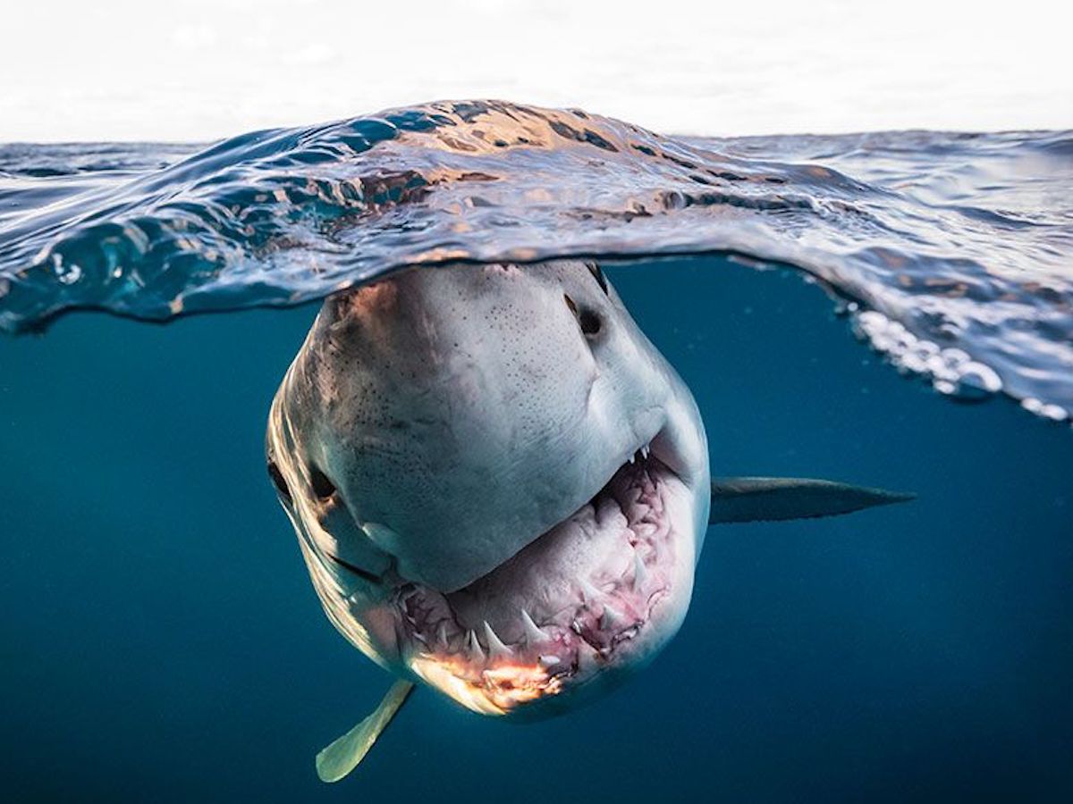 Победители фотоконкурса Underwater Photographer of the Year 2022