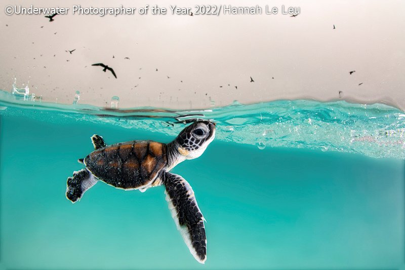 Победители фотоконкурса Underwater Photographer of the Year 2022