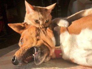 «Доминируй, властвуй, унижай»: кот повалил большую собаку одним ударом