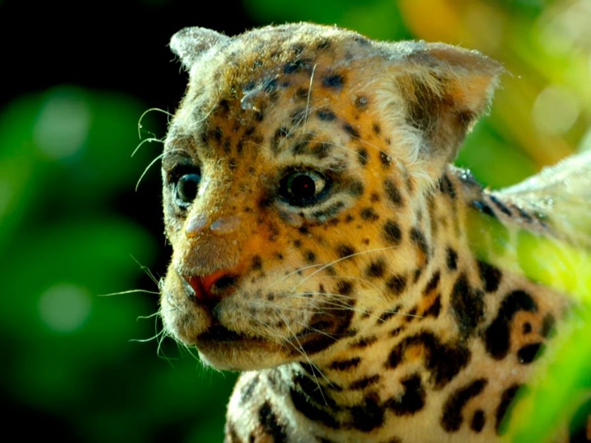 Ягуар и кайман шпионят в Парагвае за своими сородичами