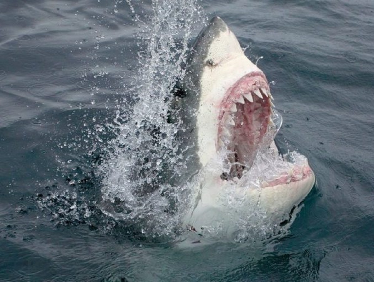 В Австралии на видео засняли акулу, которая впервые за 60 лет съела человека
