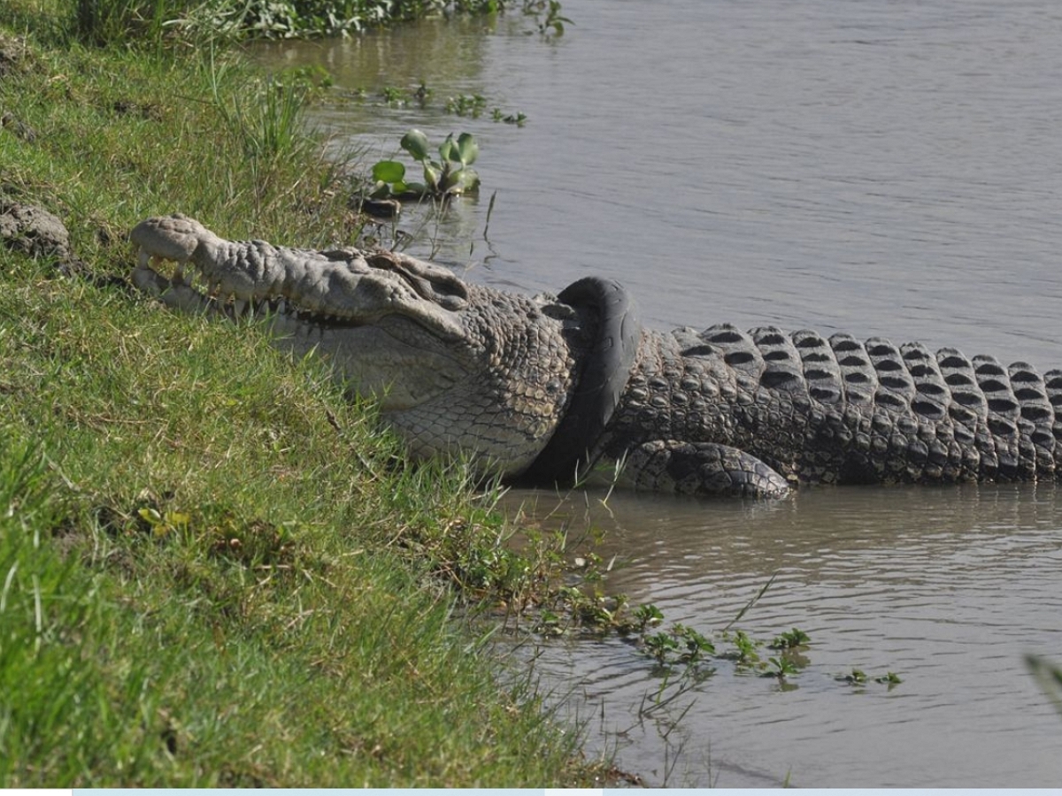 Огромный крокодил лишился шины, которую пять лет носил на шее