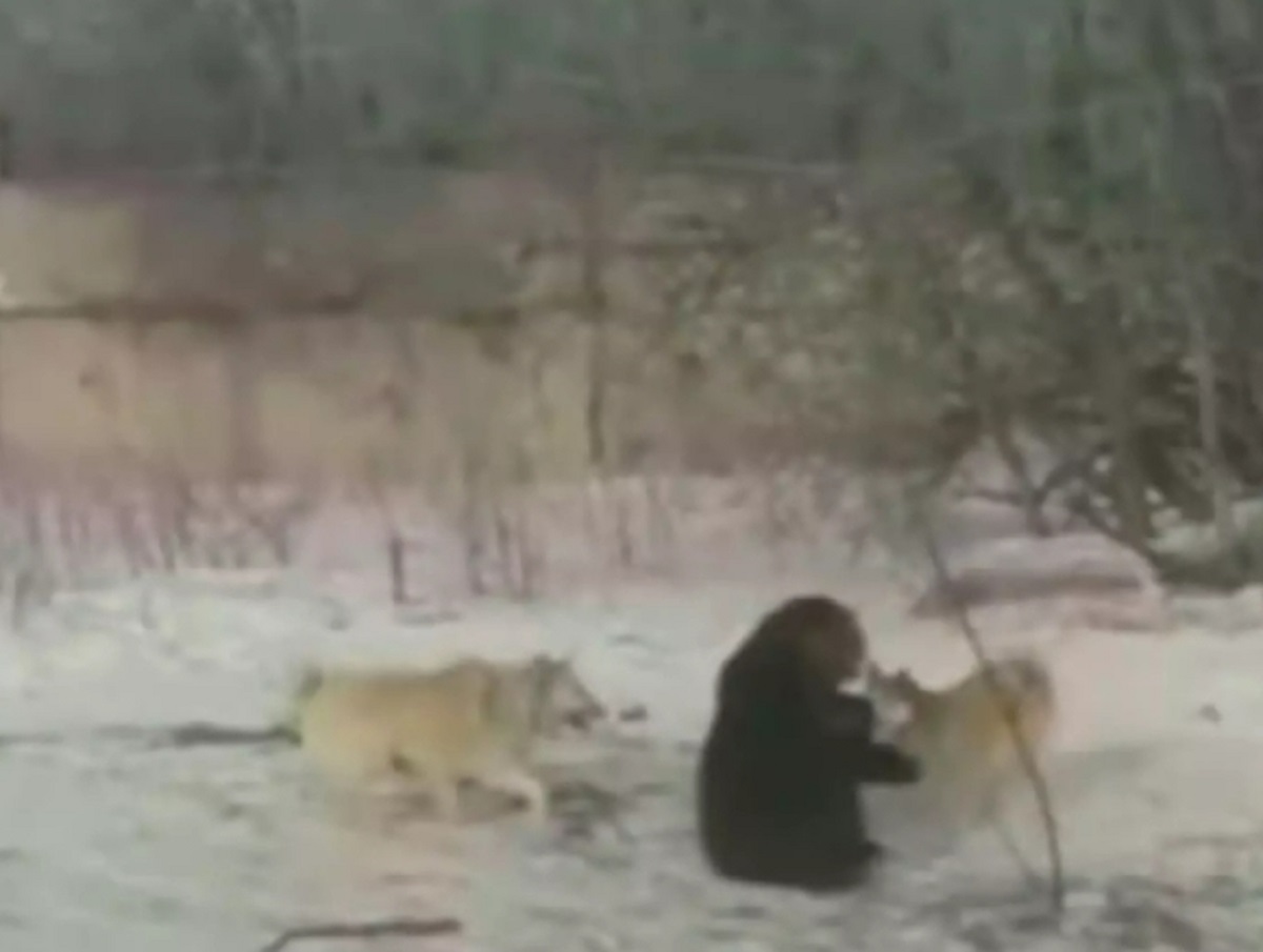 На Кузбассе охотник натравил собак на медвежонка, сидевшего на цепи