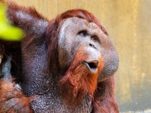 Талисман Новосибирск обезьяна