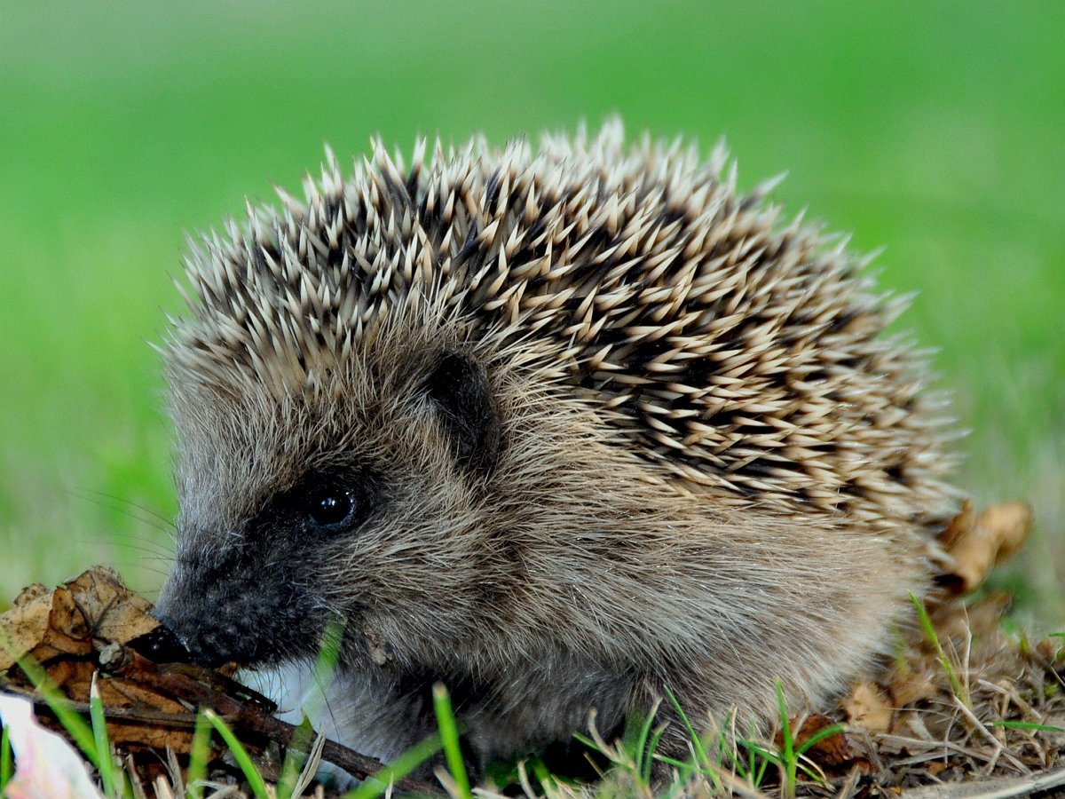 Ежик-блогер не расстаетс со смартфоном