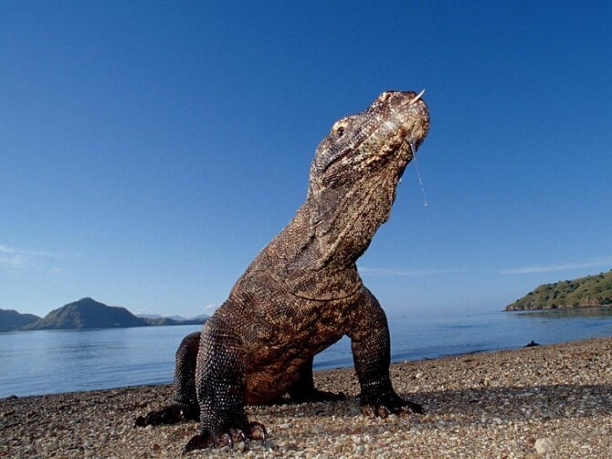 Туристы обнаружили варана в своем унитазе