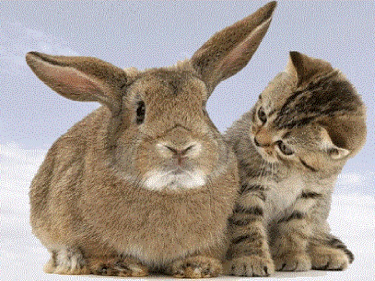 В семье с котом и кроликом скучно не бывает