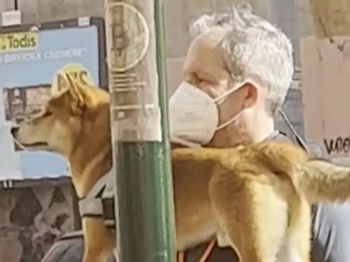 Собака удивила пользователей идеальным балансом