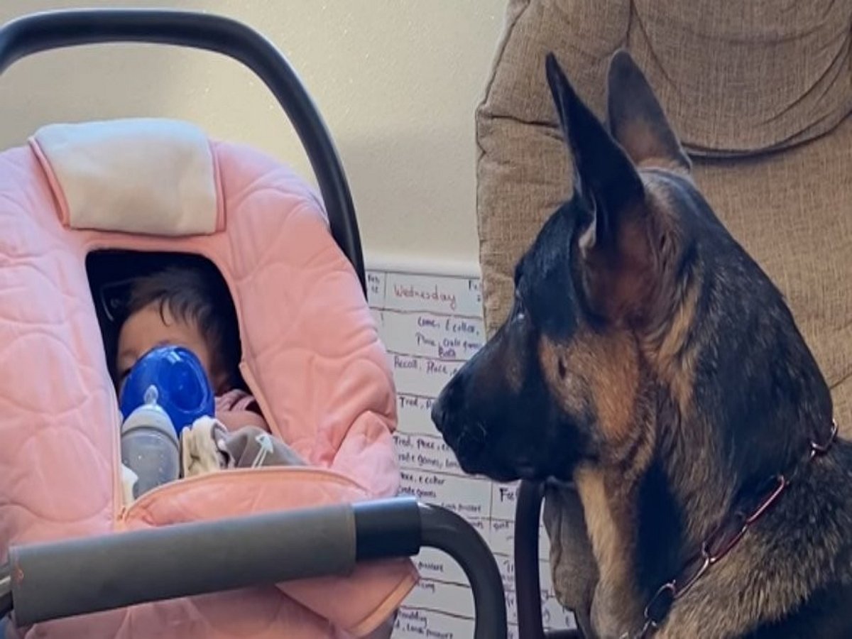 Огромная овчарка трепетно следит за ребенком