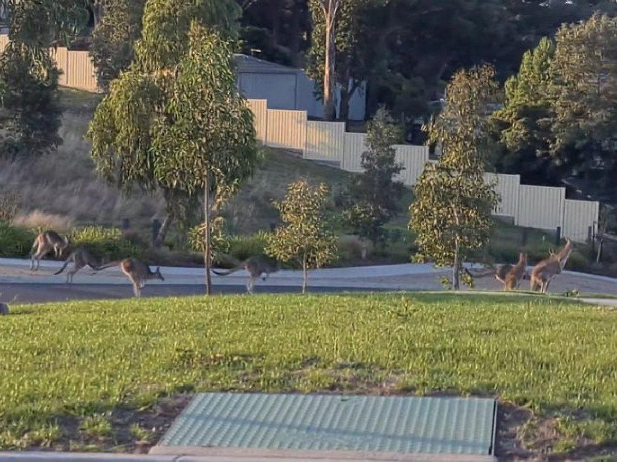 Сотни кенгуру заполонили австралийский город