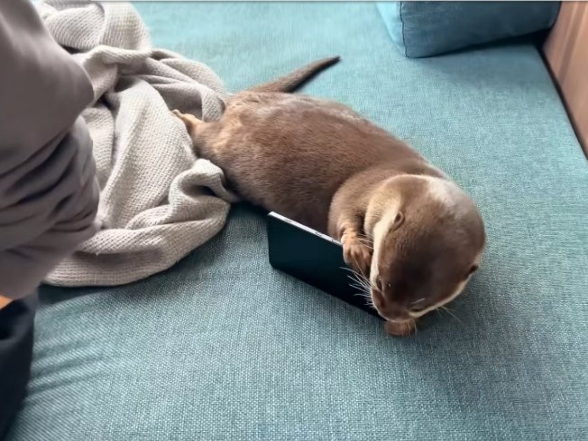 Выдра пристрастилась к смартфону хозяина