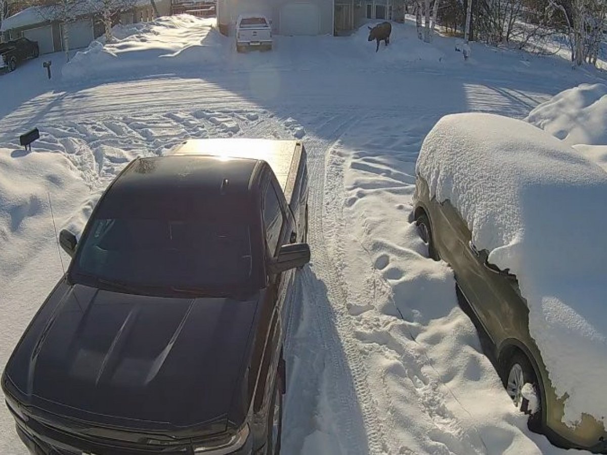 Маленькая собачка защитила хозяина от огромного лося