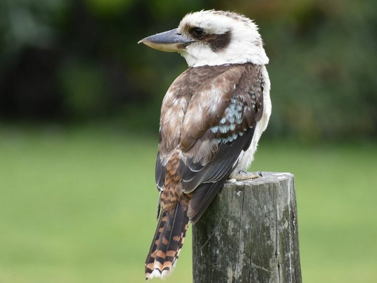 В Австралии вас вместо петуха утром разбудит кукабара