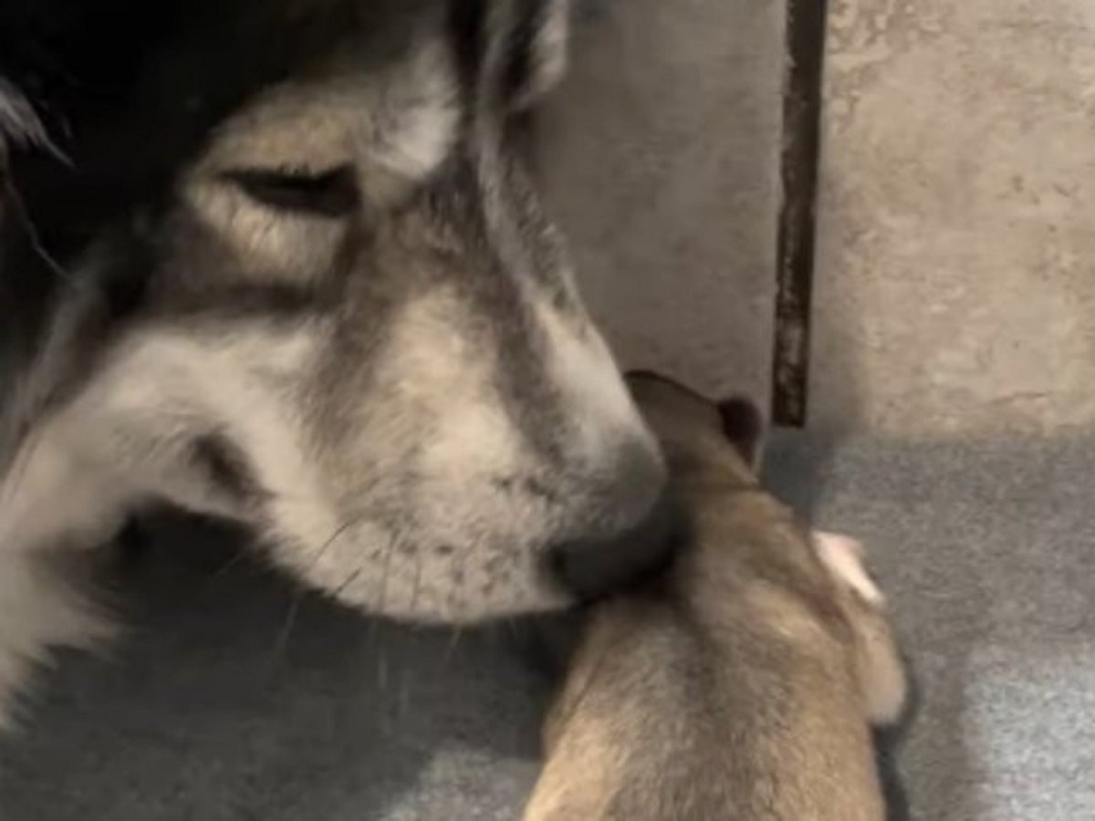 Собака трогательно играет со своим новорожденным щенком