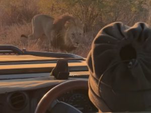 Лев напугал туристов в Африке