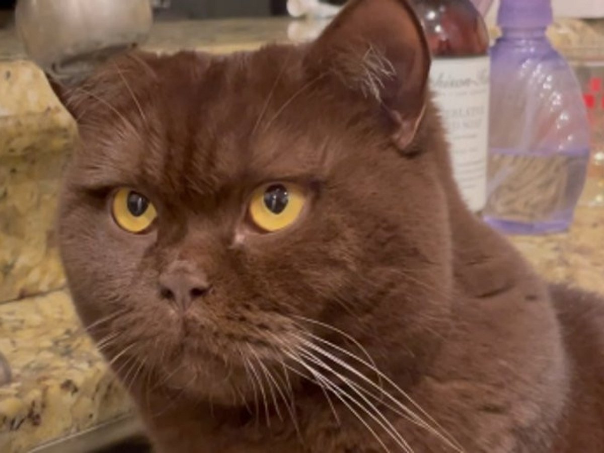 Очень вдумчивый кот повеселил Сеть