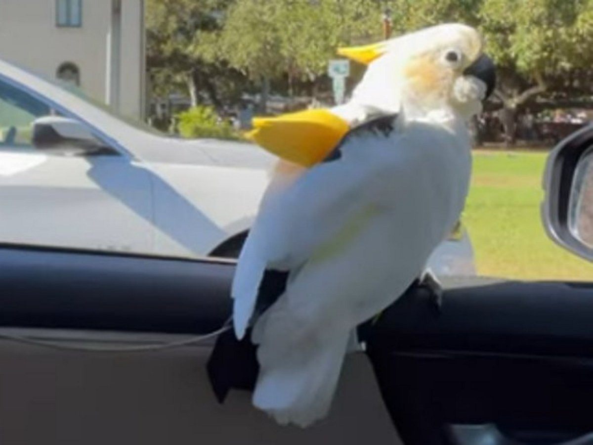 Попугай вежливо приветствует прохожих
