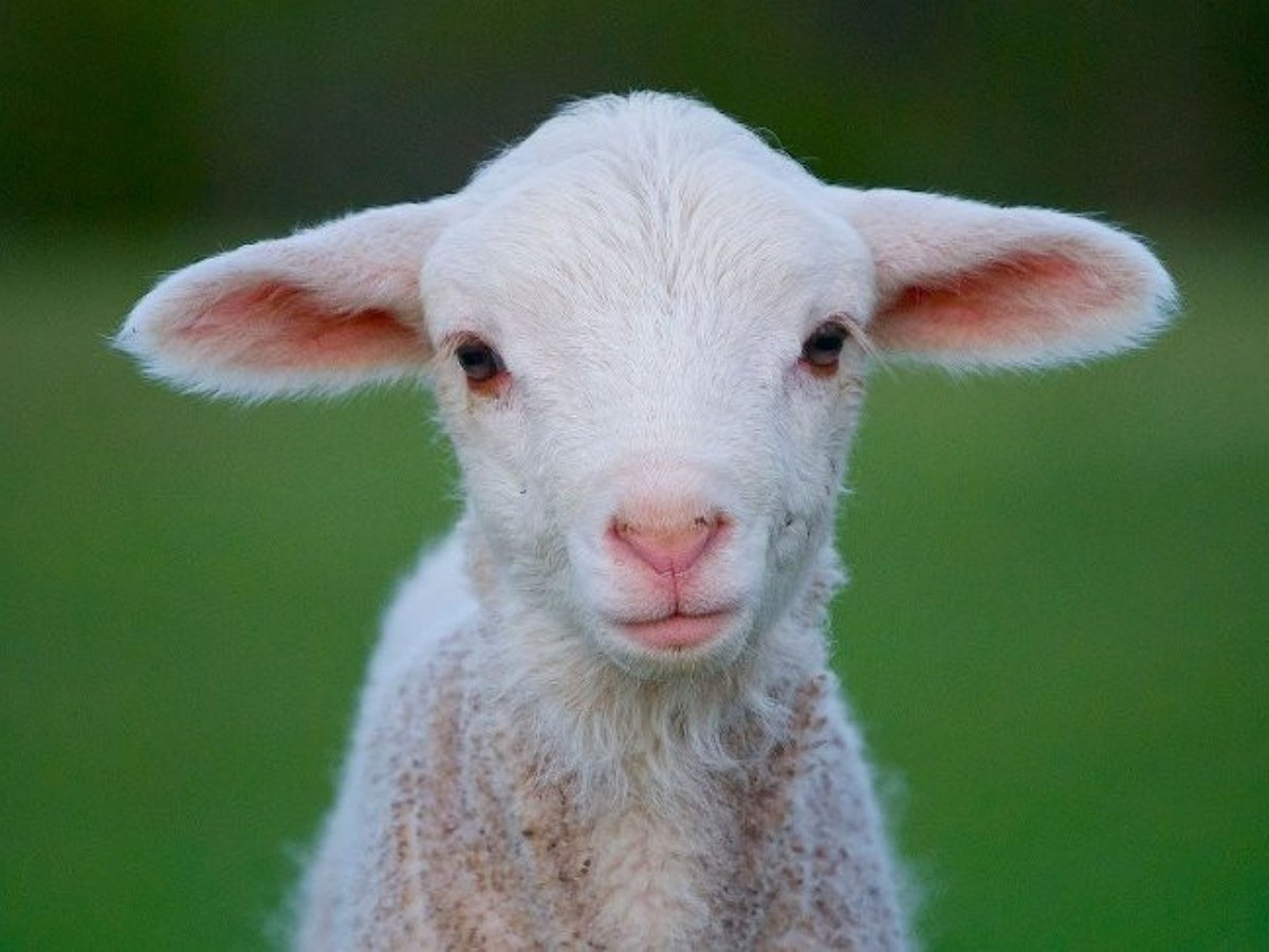 Этот ягненок своим криком повеселит кого угодно