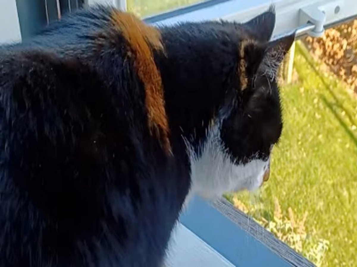 Очень заботливый котик умилил Сеть