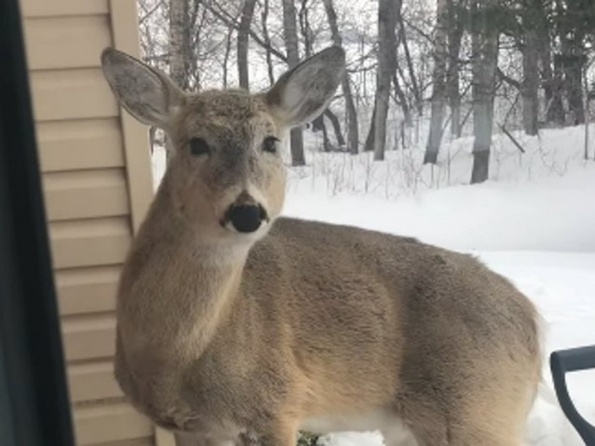 «Эй, кто-нибудь дома?»: необычный гость пытался проникнуть в дом