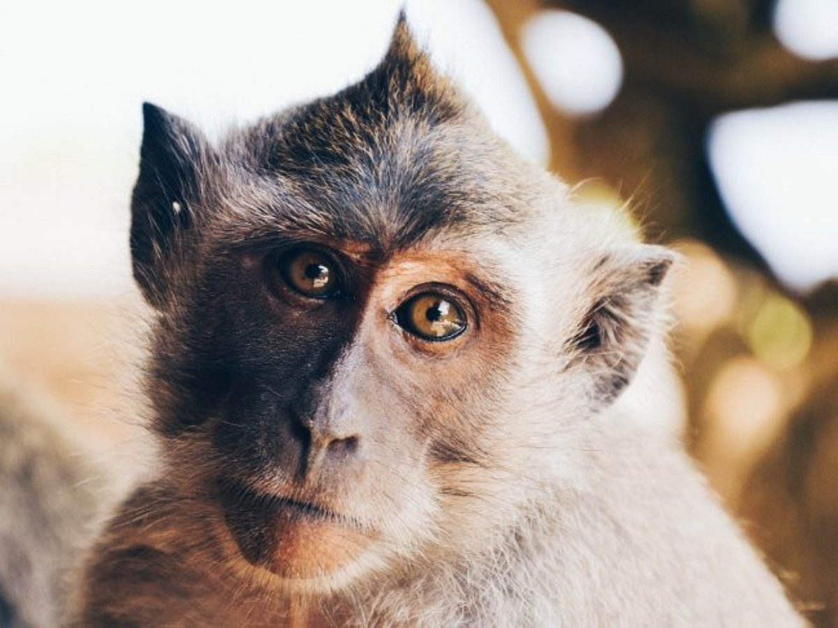 Влюбленная обезьяна не добилась от кошки взаимности