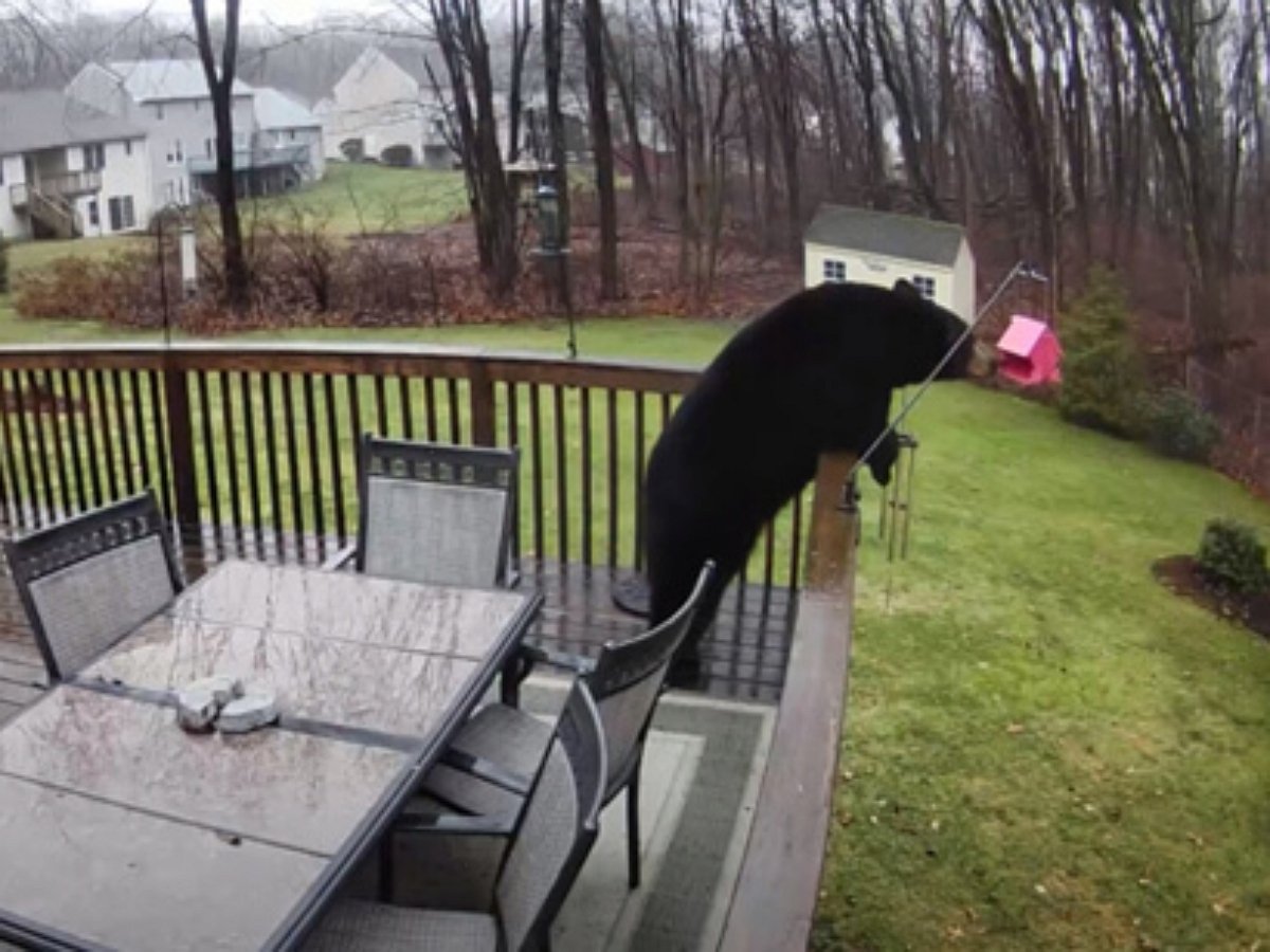 Медведь похитил со двора птичью кормушку