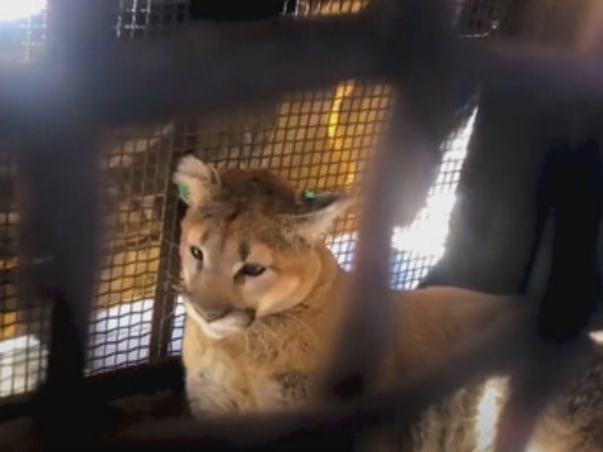 Под крыльцом жилого дома притаилась пума