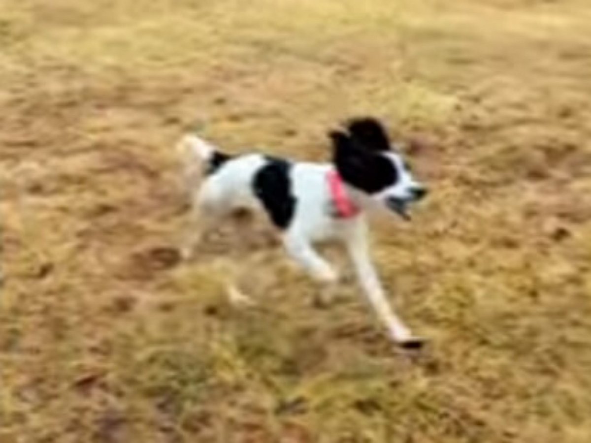 Хозяин выгуливает собаку при помощи арбалета