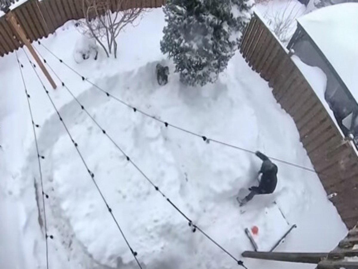Псу подарили снежный лабиринт