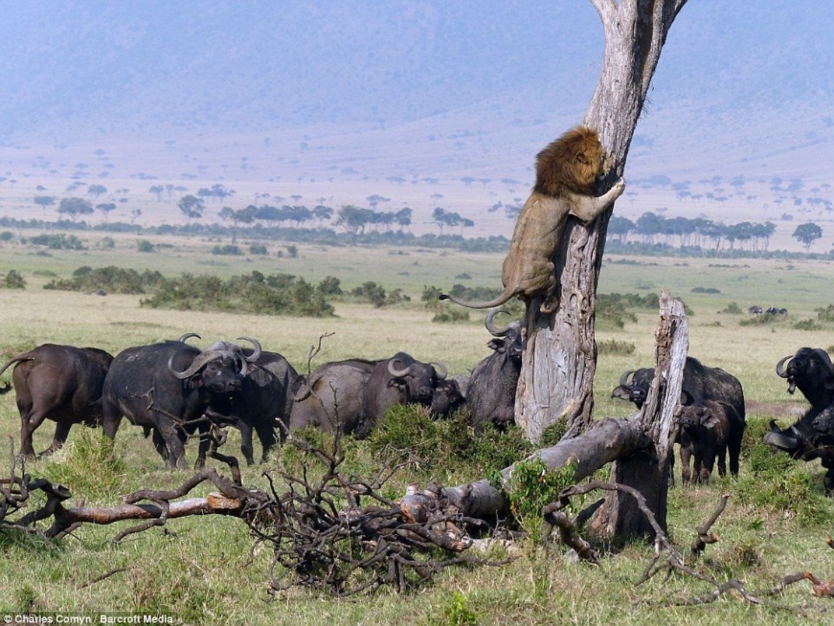 Лев пытается спастись на дереве от разъяренных буйволов